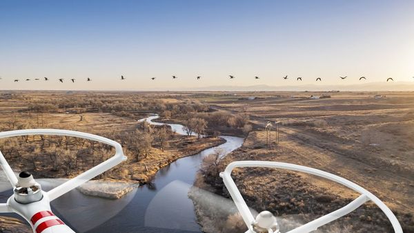 drone-country-geese-shutterstock262206680-crop-600x338